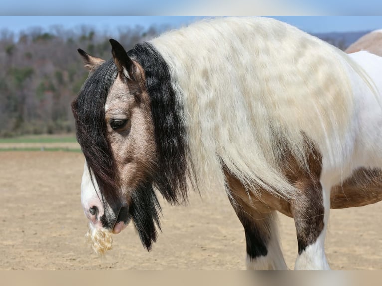 Tinker Ruin 13 Jaar 142 cm Gevlekt-paard in Beaver Springs