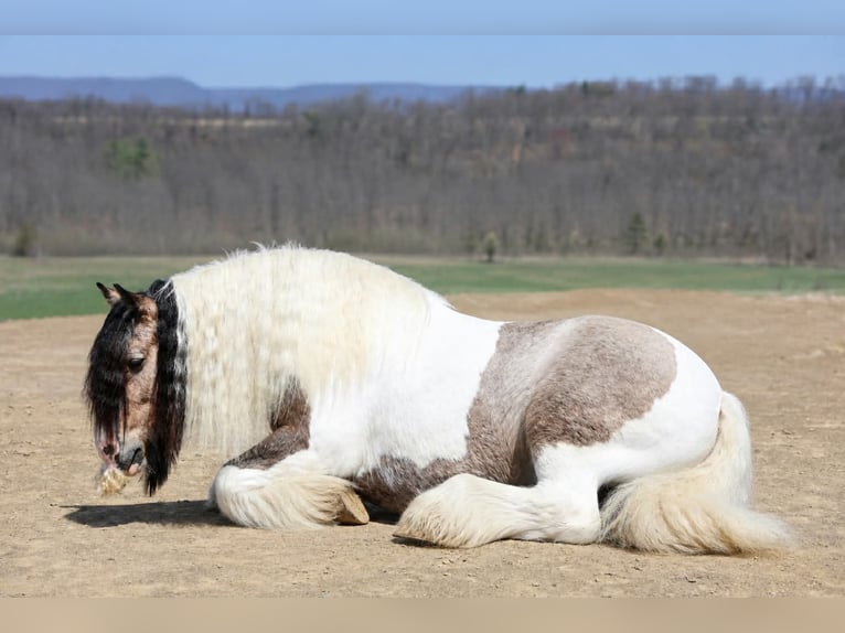 Tinker Ruin 13 Jaar 142 cm Gevlekt-paard in Beaver Springs