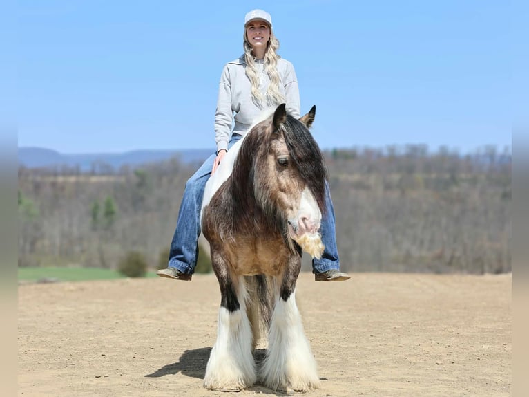 Tinker Ruin 13 Jaar 142 cm Gevlekt-paard in Beaver Springs