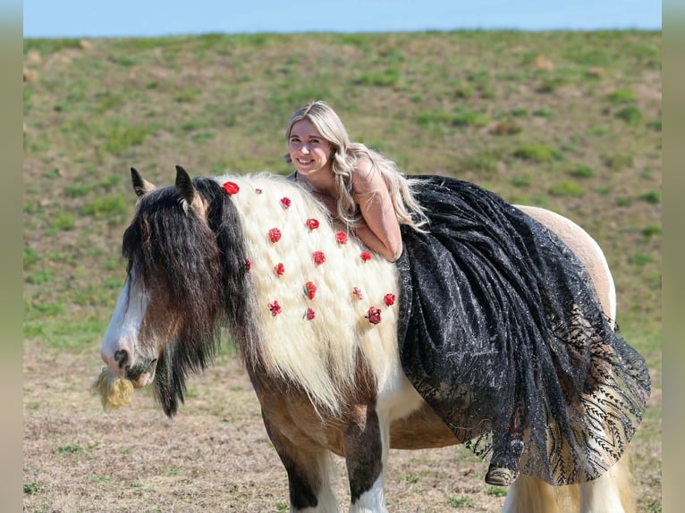 Tinker Ruin 13 Jaar 142 cm Gevlekt-paard in Beaver Springs