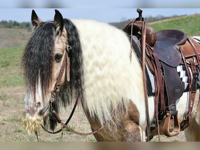 Tinker Ruin 13 Jaar 142 cm Gevlekt-paard in Beaver Springs