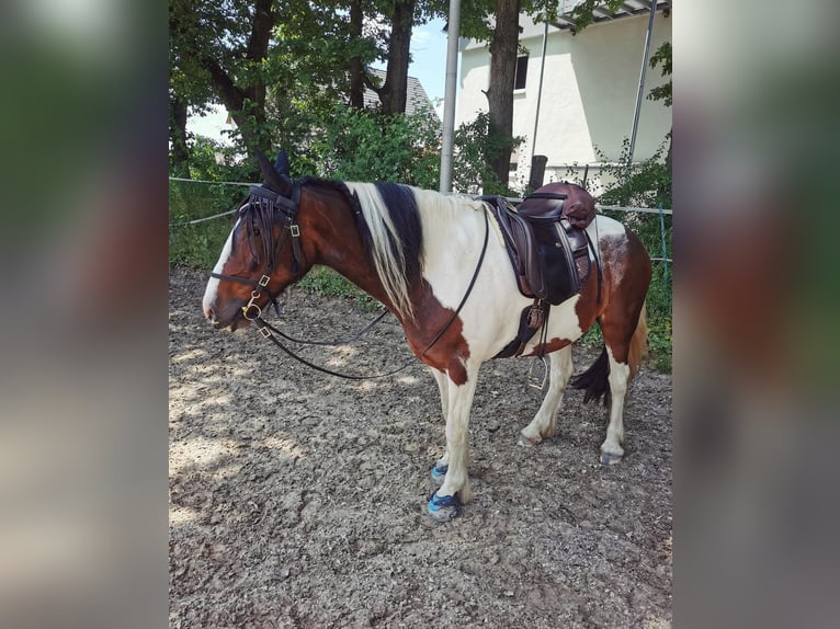 Tinker Mix Ruin 13 Jaar 148 cm Gevlekt-paard in Cadolzburg