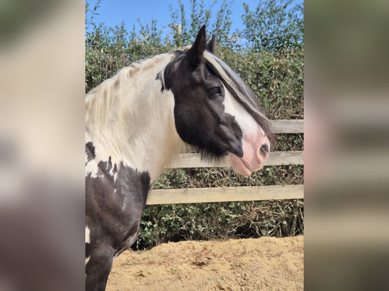 Tinker Ruin 13 Jaar 150 cm Gevlekt-paard in Euskirchen