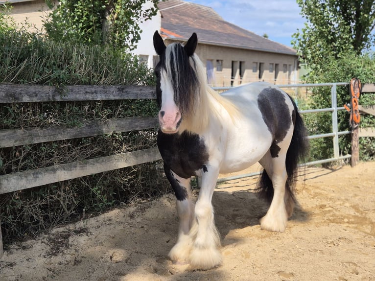 Tinker Ruin 13 Jaar 150 cm Gevlekt-paard in Euskirchen