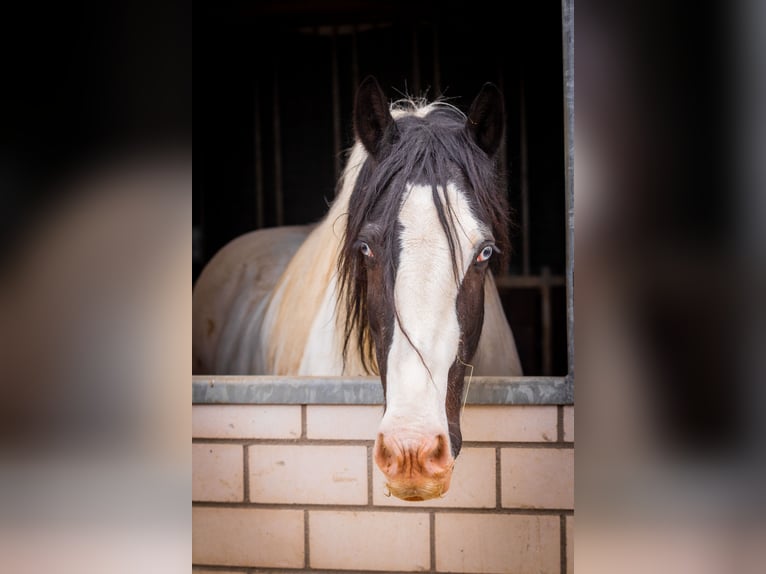 Tinker Ruin 13 Jaar 157 cm Gevlekt-paard in Much