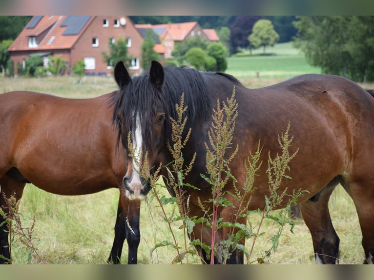 Tinker Ruin 13 Jaar 158 cm Bruin in Bad Iburg