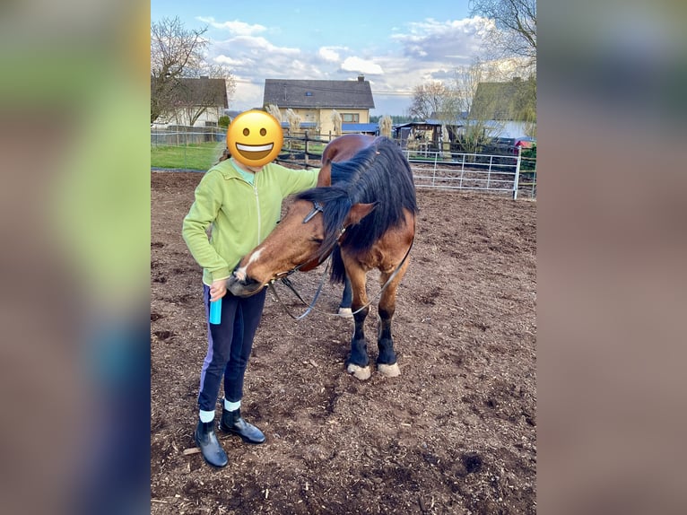 Tinker Mix Ruin 13 Jaar 163 cm Bruin in Thalhausen