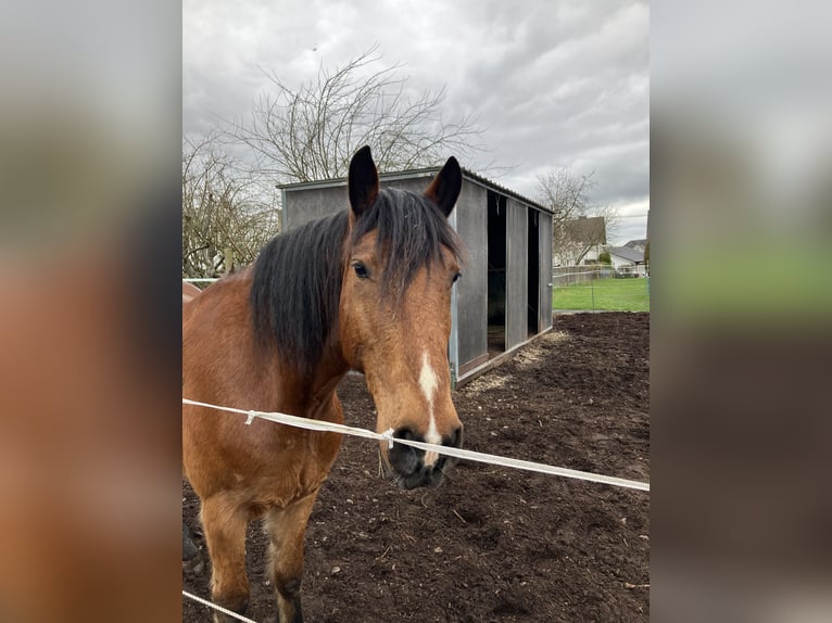 Tinker Mix Ruin 13 Jaar 163 cm Bruin in Thalhausen