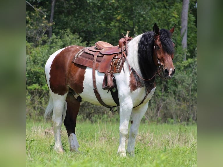 Tinker Mix Ruin 13 Jaar 170 cm Gevlekt-paard in Rebersburg, PA