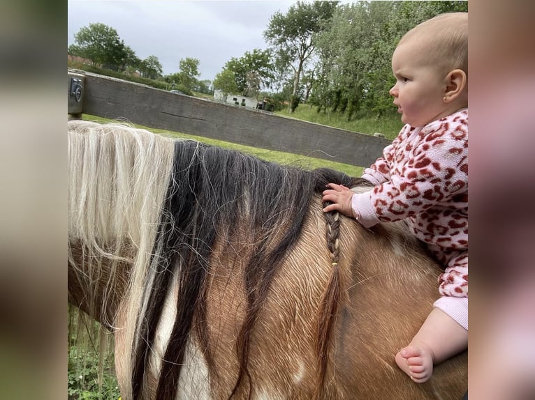 Tinker Ruin 14 Jaar 144 cm Buckskin in Roosendaal