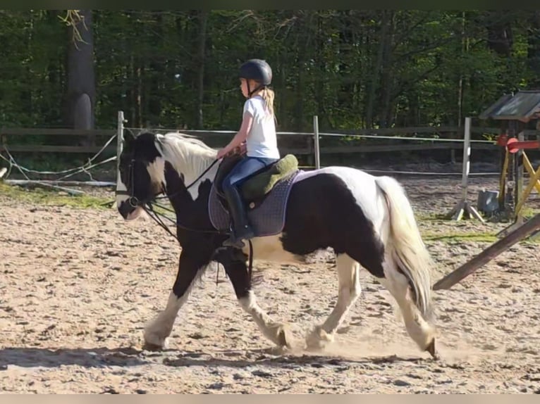 Tinker Ruin 14 Jaar 145 cm Gevlekt-paard in Braunschweig