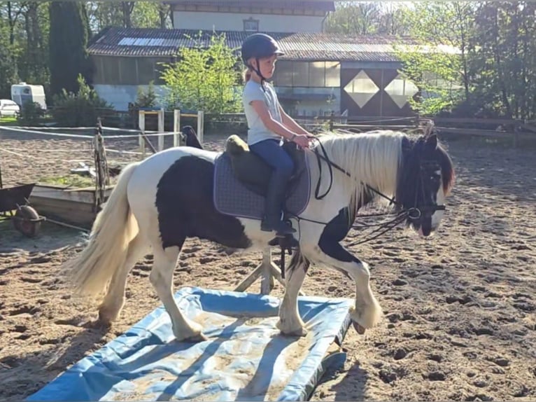 Tinker Ruin 14 Jaar 145 cm Gevlekt-paard in Braunschweig