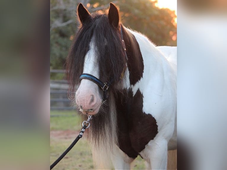 Tinker Ruin 14 Jaar 147 cm Gevlekt-paard in Ridgeville