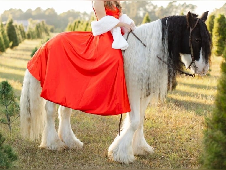 Tinker Ruin 14 Jaar 147 cm Gevlekt-paard in Ridgeville