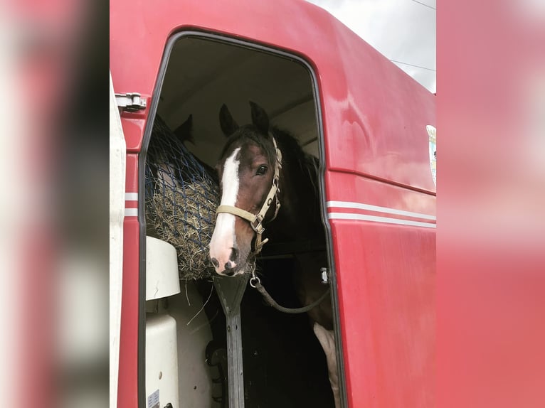 Tinker Mix Ruin 14 Jaar 148 cm Gevlekt-paard in Cadolzburg