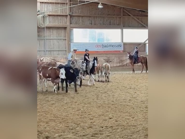 Tinker Mix Ruin 14 Jaar 148 cm Gevlekt-paard in Cadolzburg