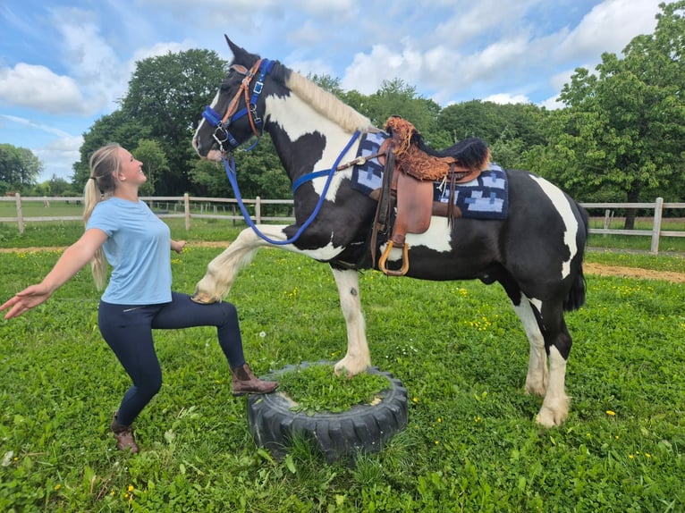 Tinker Mix Ruin 14 Jaar 156 cm Gevlekt-paard in Linkenbach
