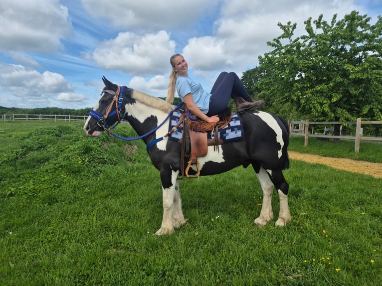 Tinker Mix Ruin 14 Jaar 156 cm Gevlekt-paard in Linkenbach