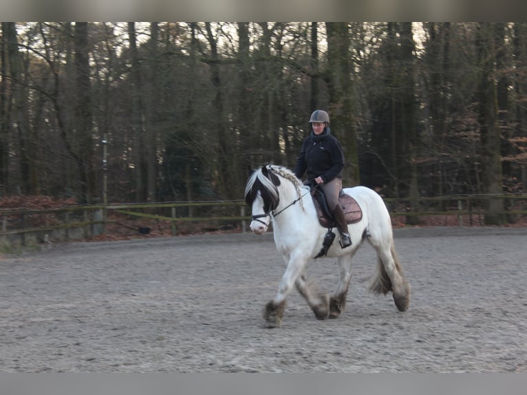 Tinker Ruin 14 Jaar 160 cm Wit in Laag-Soeren