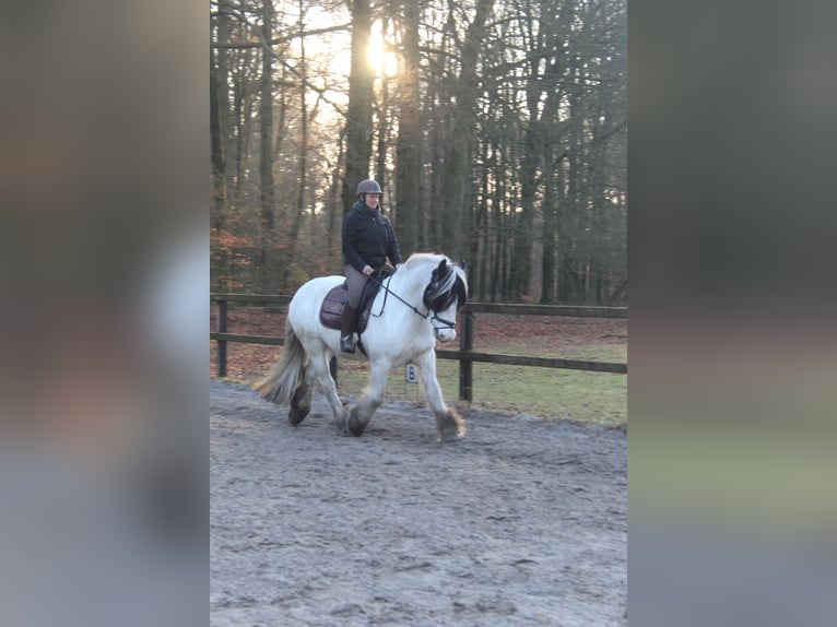 Tinker Ruin 14 Jaar 160 cm Wit in Laag-Soeren