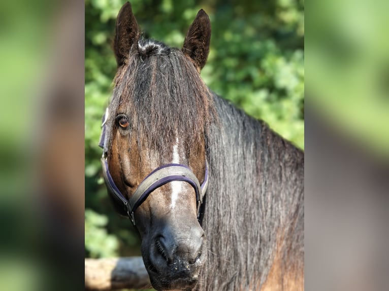 Tinker Mix Ruin 14 Jaar 161 cm Donkerbruin in Stahnsdorf