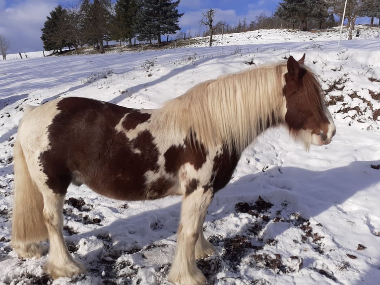 Tinker Ruin 15 Jaar 134 cm Gevlekt-paard in Brakel