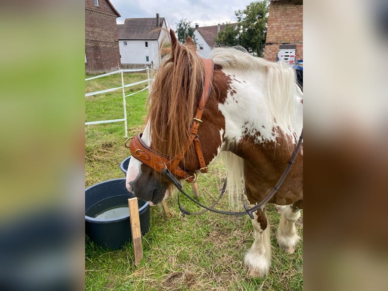 Tinker Ruin 15 Jaar 134 cm Gevlekt-paard in Brakel