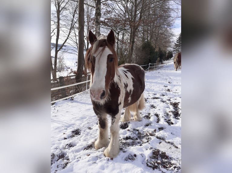 Tinker Ruin 15 Jaar 134 cm in Brakel