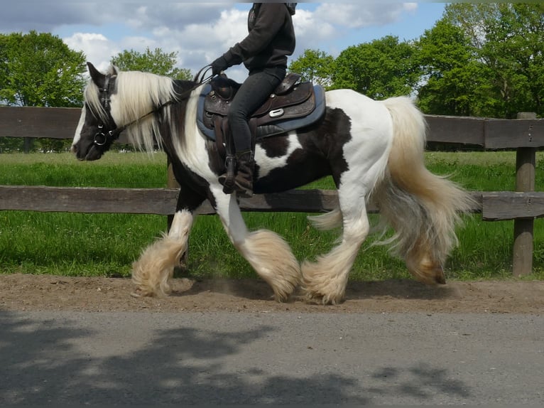 Tinker Ruin 15 Jaar 137 cm Gevlekt-paard in Lathen