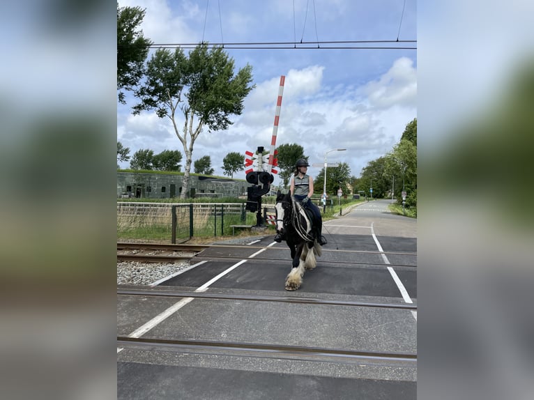 Tinker Ruin 15 Jaar 148 cm Gevlekt-paard in Santpoort noord