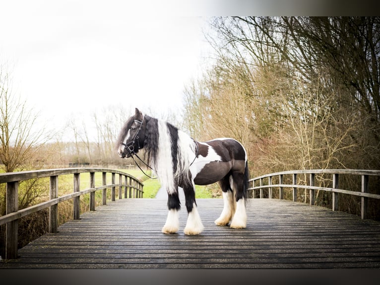 Tinker Ruin 15 Jaar 148 cm Gevlekt-paard in Santpoort noord