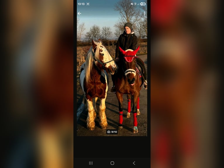 Tinker Ruin 15 Jaar 155 cm Gevlekt-paard in Weberstedt