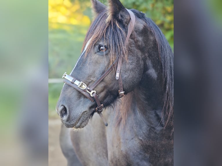 Tinker Mix Ruin 15 Jaar 161 cm Donkerbruin in Stahnsdorf