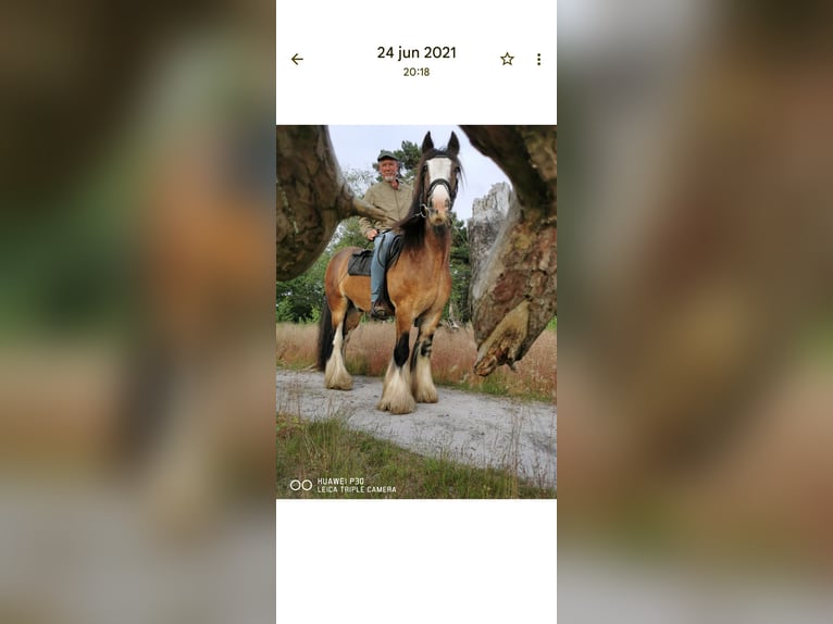 Tinker Ruin 16 Jaar 154 cm Bruin in Oosterhout