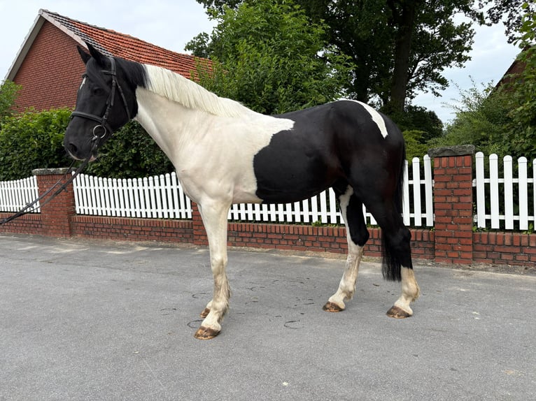 Tinker Ruin 16 Jaar 168 cm Gevlekt-paard in Bad Laer
