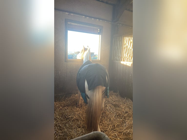 Tinker Ruin 17 Jaar 137 cm Gevlekt-paard in Erftstadt