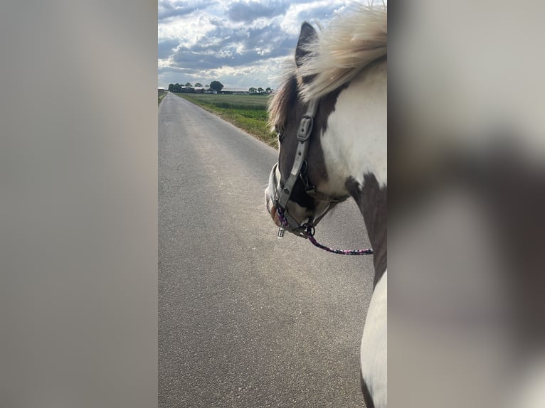 Tinker Ruin 17 Jaar 137 cm Gevlekt-paard in Erftstadt