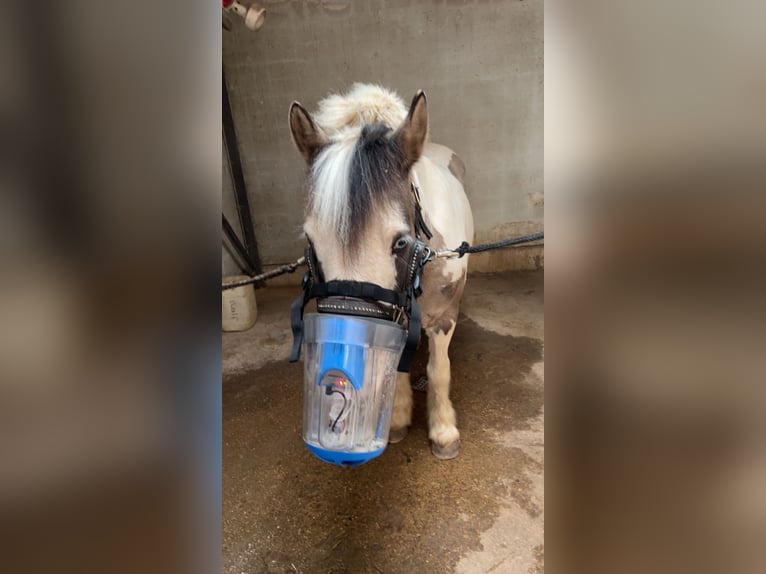 Tinker Ruin 17 Jaar 137 cm Gevlekt-paard in Erftstadt