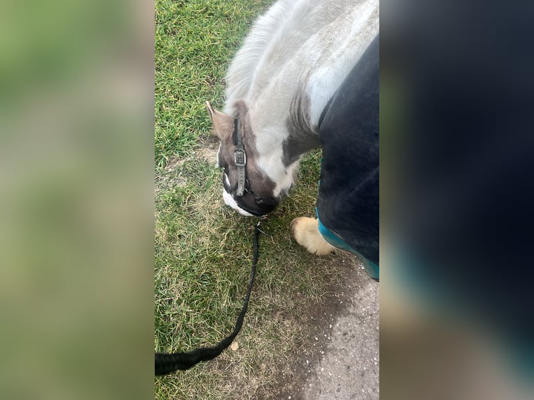 Tinker Ruin 17 Jaar 137 cm Gevlekt-paard in Erftstadt