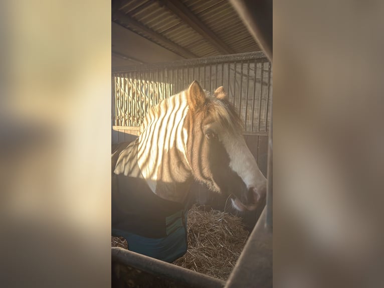 Tinker Ruin 17 Jaar 137 cm Gevlekt-paard in Erftstadt