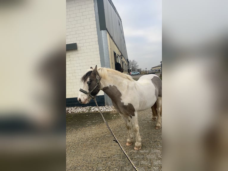 Tinker Ruin 17 Jaar 137 cm Gevlekt-paard in Erftstadt