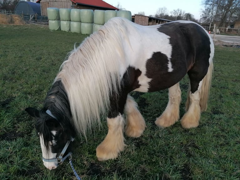 Tinker Ruin 18 Jaar 143 cm Gevlekt-paard in Kolbermoor