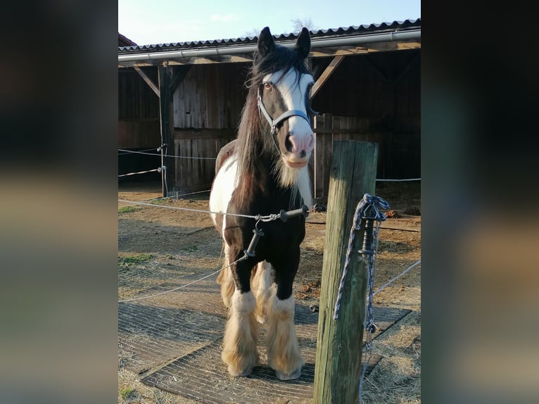 Tinker Ruin 18 Jaar 143 cm Gevlekt-paard in Kolbermoor
