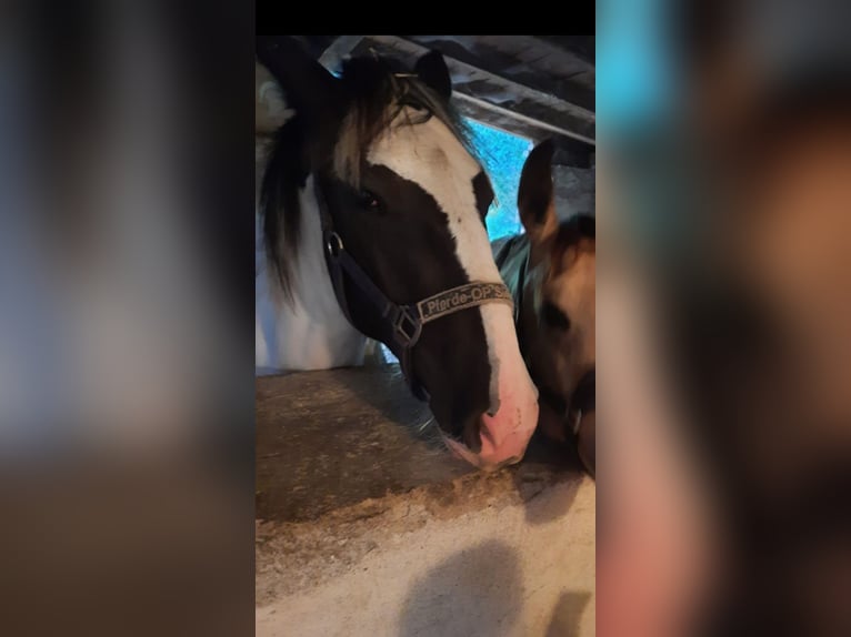 Tinker Mix Ruin 1 Jaar 160 cm Gevlekt-paard in Lockstedt