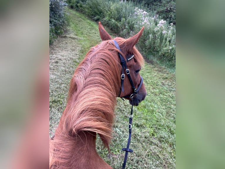 Tinker Mix Ruin 24 Jaar 158 cm Gevlekt-paard in Brilon