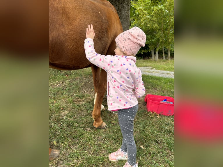 Tinker Mix Ruin 24 Jaar 158 cm Gevlekt-paard in Brilon