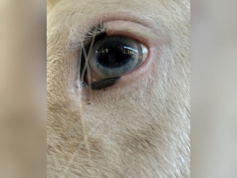 Tinker Ruin 2 Jaar 127 cm Gevlekt-paard in Geestland