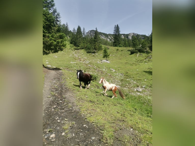 Tinker Mix Ruin 2 Jaar 140 cm Gevlekt-paard in Dalaas