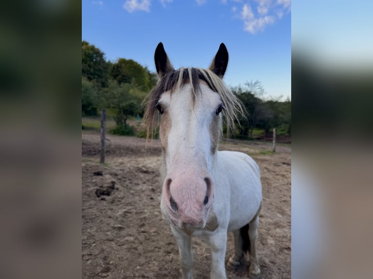 Tinker Ruin 2 Jaar 150 cm Buckskin in Sopot