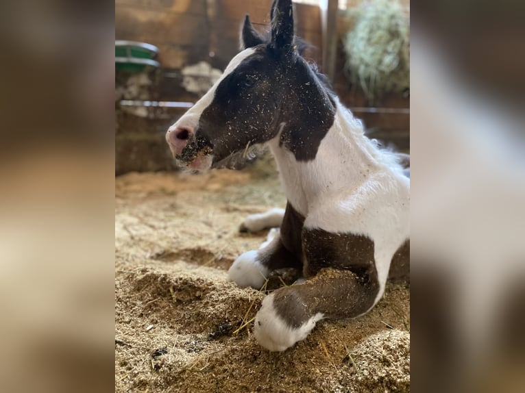 Tinker Mix Ruin 2 Jaar 150 cm Gevlekt-paard in H&#xF6;slwang